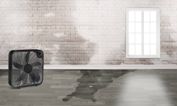 Best Water damage restoration near me  in Lafayette, IN